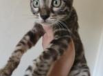 Bengal Kitten Striking Eyes and Unique Pattern - Bengal Kitten For Sale - Bal Harbour&comma; FL&comma; US
