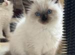 Paula - Ragdoll Kitten For Sale - 