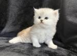 Asher - Persian Kitten For Sale - Callahan&comma; FL&comma; US