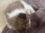 Looker - Ragdoll Kitten For Sale - 