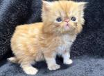 Leo - Persian Kitten For Sale - Callahan&comma; FL&comma; US
