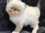 Winston - Himalayan Kitten For Sale - Callahan&comma; FL&comma; US