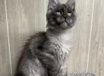 Titan Black high smoke - Maine Coon Kitten For Sale - Galion&comma; OH&comma; US