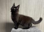 Aura Solid Black Female - Maine Coon Kitten For Sale - Galion&comma; OH&comma; US
