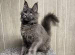 Zara Solid Blue Female - Maine Coon Kitten For Sale - 