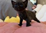 Solid blk girl - Devon Rex Kitten For Sale - Fontana&comma; CA&comma; US