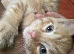 Sunshine - Domestic Kitten For Adoption - Lawrenceville&comma; GA&comma; US