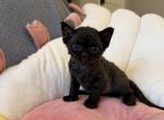Solid blk boy - Devon Rex Kitten For Sale - Fontana&comma; CA&comma; US