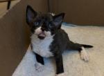 Batman boy - Devon Rex Kitten For Sale - Fontana&comma; CA&comma; US