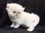 Pearl - Persian Kitten For Sale - Callahan&comma; FL&comma; US