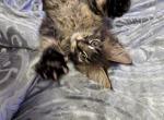 Parthos - Maine Coon Kitten For Sale - Susanville&comma; CA&comma; US