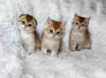 Scottish Straight And Scottish Fold Kittens - Scottish Fold Kitten For Sale - Orlando&comma; FL&comma; US