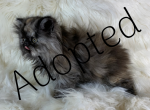 Tortie peke - Persian Kitten For Sale - Sylacauga&comma; AL&comma; US