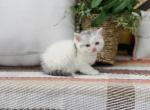 Scottish straight dilute calico girl - Scottish Straight Kitten For Sale - Spokane&comma; WA&comma; US