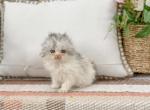 Scottish fold longhair dilute calico girl - Scottish Fold Kitten For Sale - 