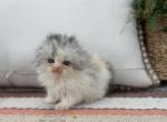 Scottish fold longhair dilute calico girl - Scottish Fold Kitten For Sale - Spokane&comma; WA&comma; US