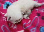 Braxton - Ragdoll Kitten For Sale - 