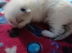 Peyton - Ragdoll Kitten For Sale - 