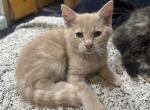 Dumpling - Domestic Kitten For Sale - Thomasville&comma; NC&comma; US