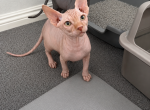 Marcelines last litter - Sphynx Kitten For Sale - Corona&comma; CA&comma; US