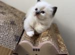Mister Pibb - Ragdoll Kitten For Sale - Saugerties&comma; NY&comma; US