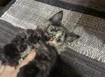 Olive - Domestic Kitten For Sale - Thomasville&comma; NC&comma; US