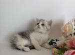 Frida - British Shorthair Kitten For Sale - Aliso Viejo&comma; CA&comma; US