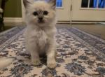 Lord - Ragdoll Kitten For Sale - Feasterville Trevose&comma; PA&comma; US