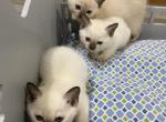 Tonkinese Kittens 3 females - Tonkinese Kitten For Sale