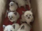 Mix - Siamese Kitten For Sale - 