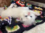 Newborns in March - Ragdoll Kitten For Sale - 
