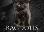 Mountain Ragdolls - Ragdoll Kitten For Sale - Delleker&comma; CA&comma; US