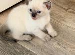 The Cuddle Cloud Litter - Siamese Kitten For Sale - 