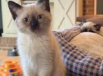 Sunshine - Siamese Kitten For Sale - 
