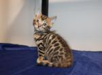 Atlas - Bengal Kitten For Sale - Valparaiso&comma; IN&comma; US