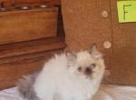 daisy - Himalayan Kitten For Sale - 