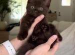 Chocolate - British Shorthair Kitten For Sale - 