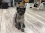 Bagheera and Mizuki - Maine Coon Kitten For Sale - Atlanta&comma; GA&comma; US