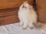 mia - Himalayan Kitten For Sale - IL&comma; US