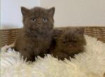 Cinnamon Boys - British Shorthair Kitten For Sale - 