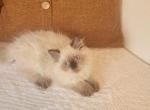 malcom - Himalayan Kitten For Sale - 
