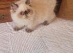 whiskers - Himalayan Kitten For Sale - 