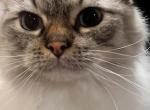 Cookie - Ragdoll Cat For Sale - Huntington Beach&comma; CA&comma; US