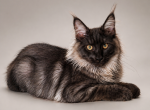LAST  BLACK SMOKE MALE EUROPEAN IMPORT  FOR USA - Maine Coon Kitten For Sale - 