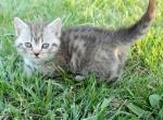 Diamond - Minuet Kitten For Sale - Chase City&comma; VA&comma; US