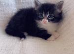 Handsome - Domestic Kitten For Sale - Vancouver&comma; WA&comma; US