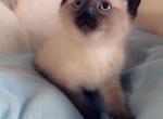 Sweet boy - Siamese Kitten For Sale - Vancouver&comma; WA&comma; US