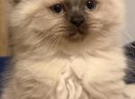 Himalayan - Himalayan Kitten For Sale - Cleveland&comma; TN&comma; US