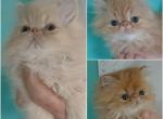 SEE PICS Sweet little baby kittens - Persian Kitten For Sale - 