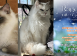 Ebby & Ozzy Upcoming Litter - Ragdoll Kitten For Sale - Kentucky Oaks Mall&comma; KY&comma; US